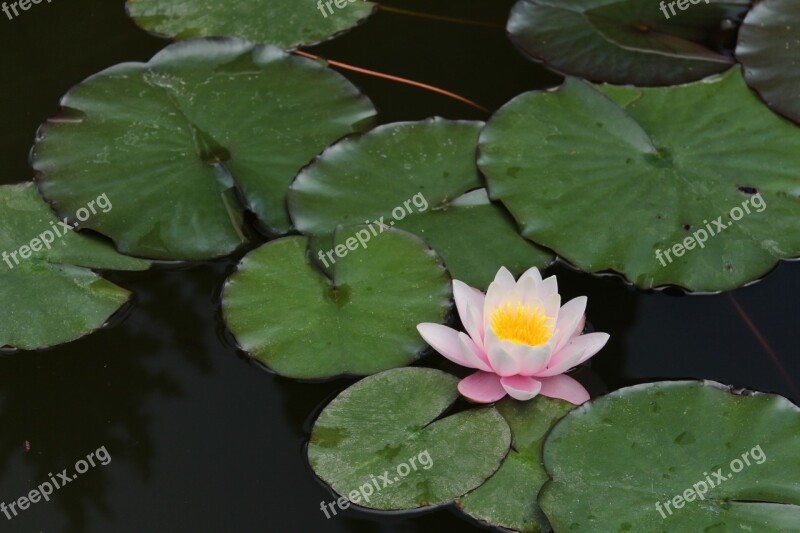 Nature Flower Pond Water-lily Waterlily