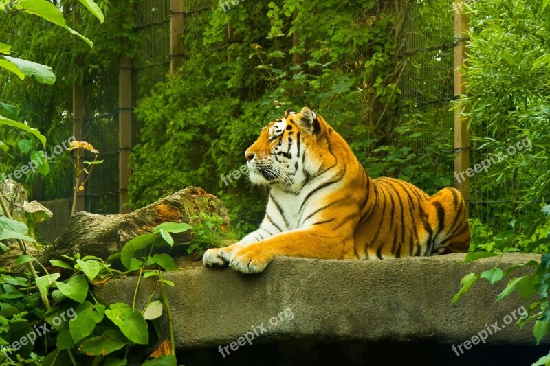 Tiger Amur Tiger Korkeasaari Zoo Free Photos