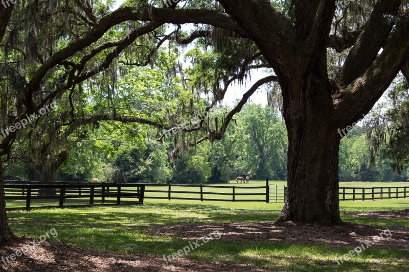 Pasture Horses Plantation Farm Nature