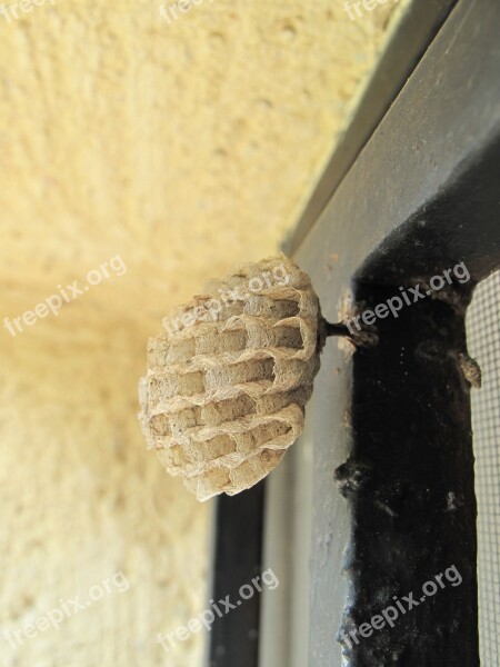 Wasp Honeycomb Small Home Nature