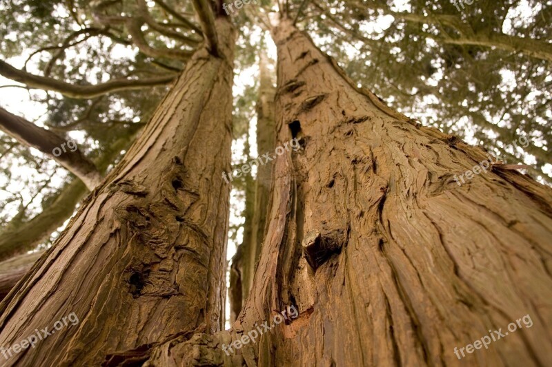 Forest Trees Grand Twin Nature