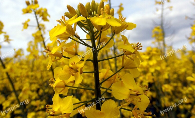 Plant Oilseed Rape Brassica Napuse Blossom Bloom