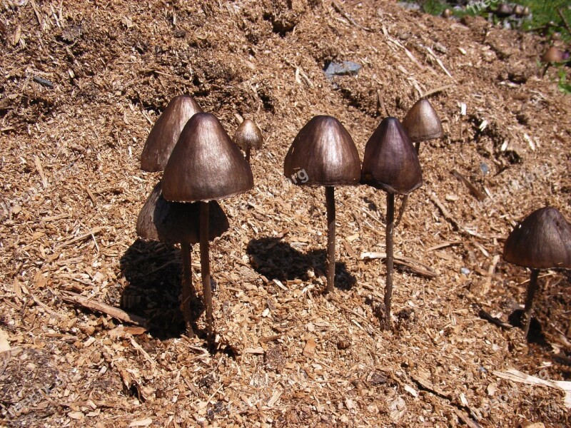 Mushrooms Mushroom Forest Autumn Nature