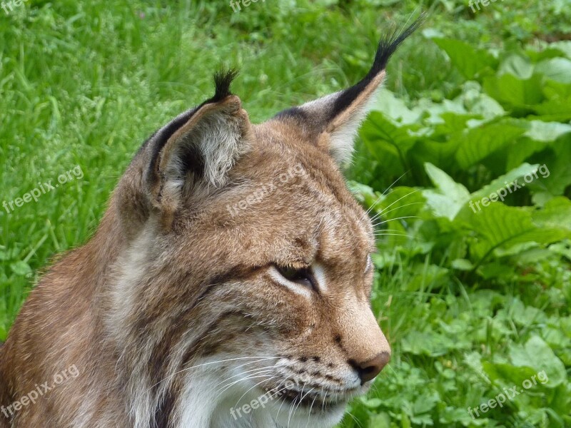 Lynx Cat Wildcat Big Cat Lynx Lynx