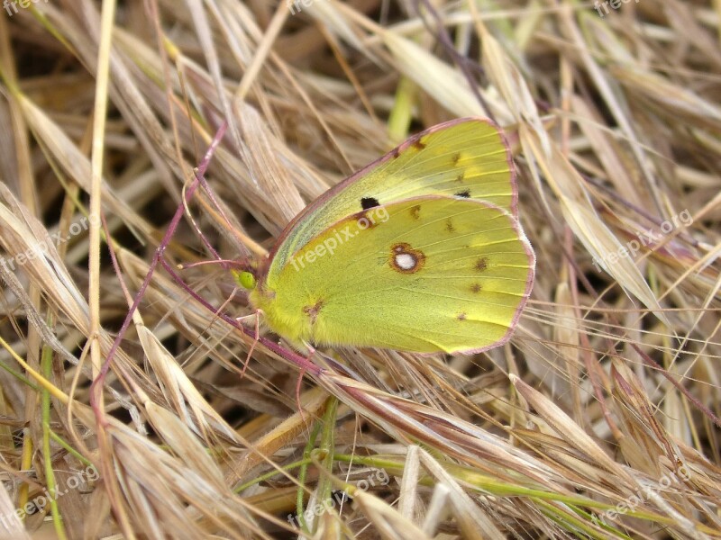 Colias Croceus Butterfly Safranera De L'alfals Free Photos