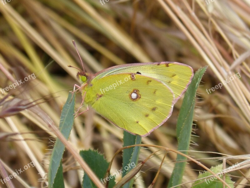 Colias Croceus Butterfly Safranera De L'alfals Free Photos