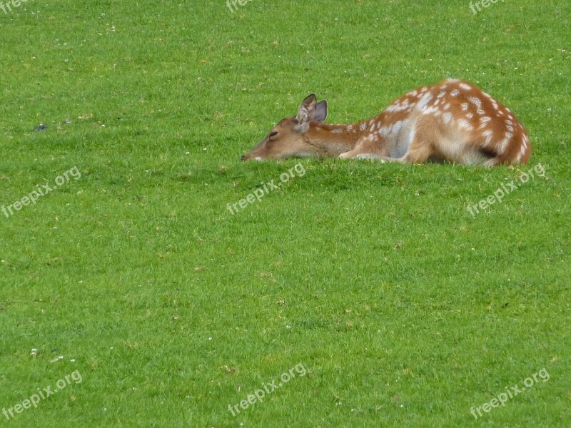 Kitz Fawn Bambi Roe Deer Forest