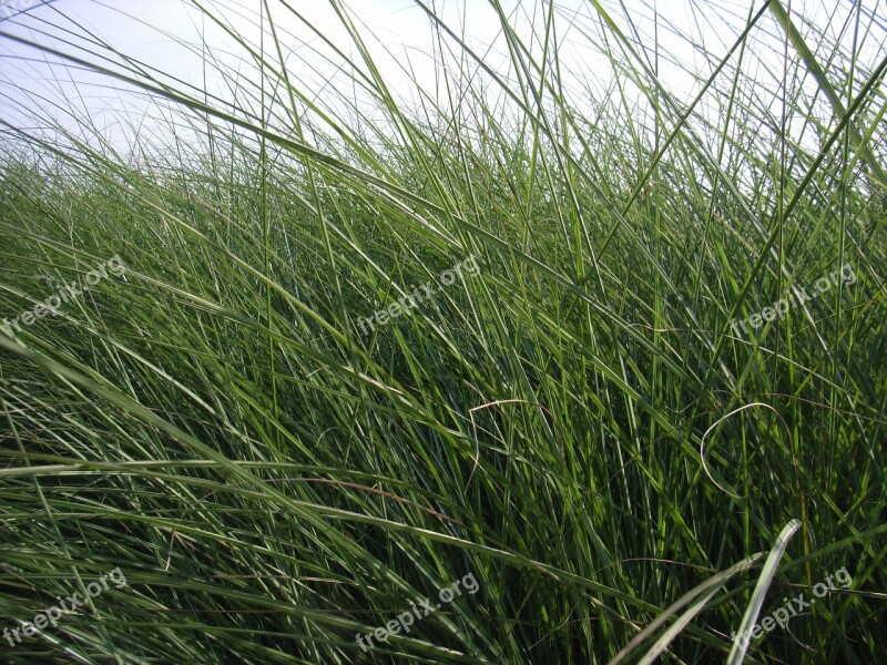 Grass Rush Green Meadow Nature