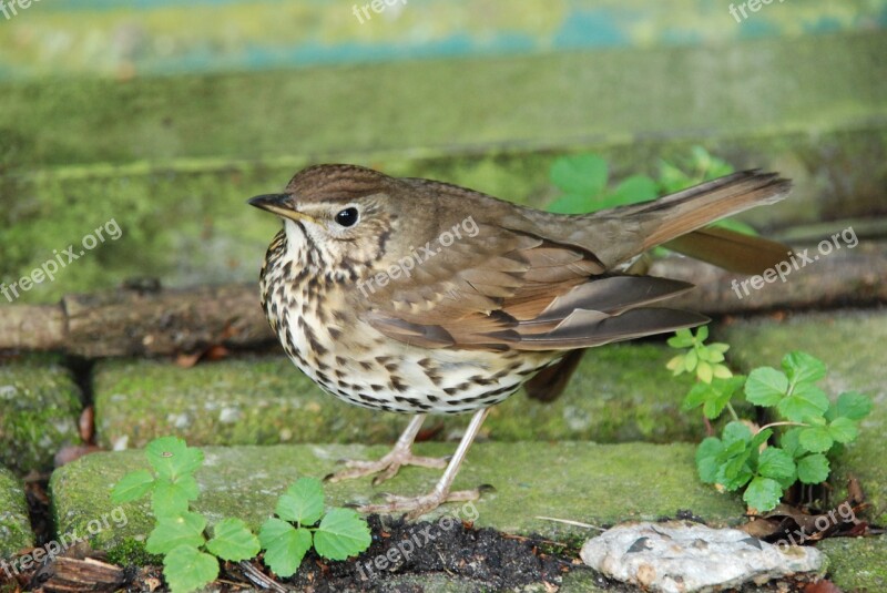 Nature Bird Thrush Green Free Photos