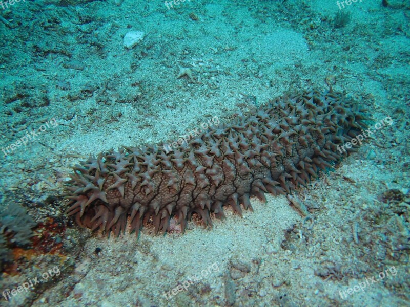 Scuba Corals Diving Free Photos