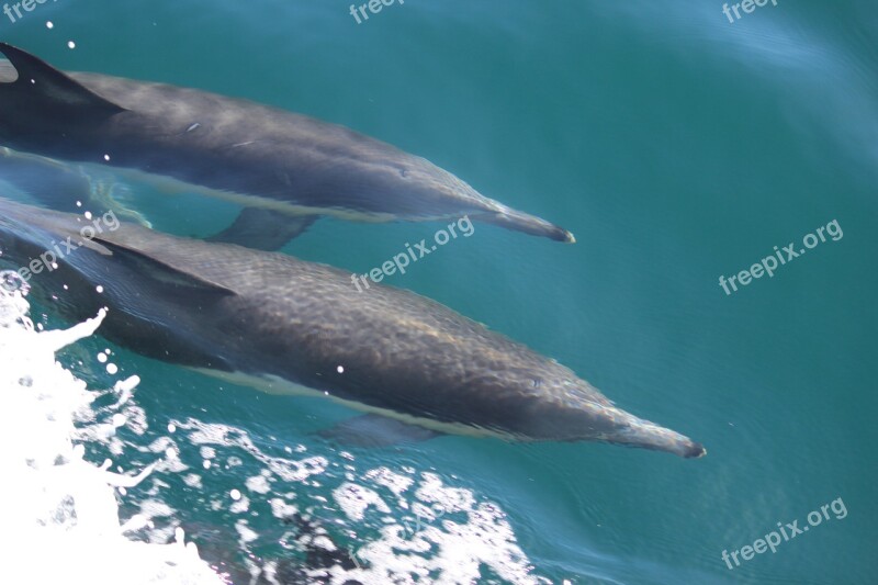 Dolphins Ocean Waves Wildlife Sea