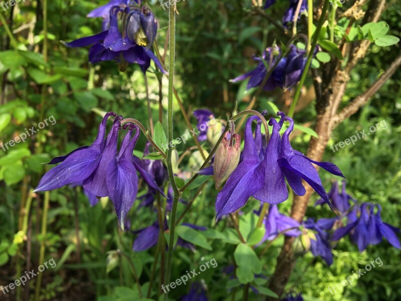 Columbine Garden Plant Violet Purple Two