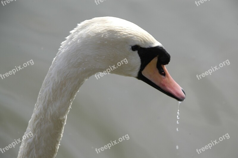 Swan Lake S Water Bird