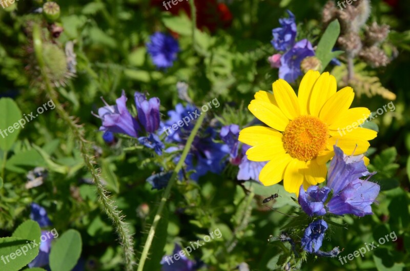 Summer Meadow Flowers Yellow Free Photos