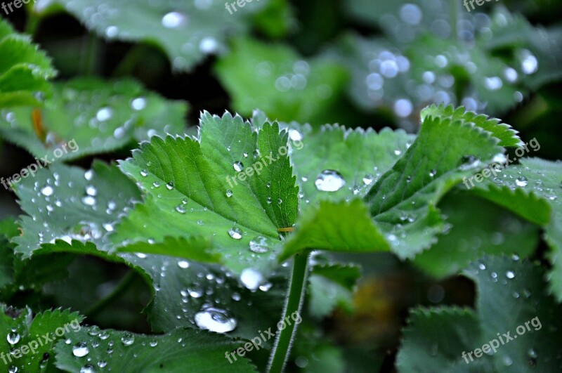 Leaf Plant Growth Water Drops Rain Drops