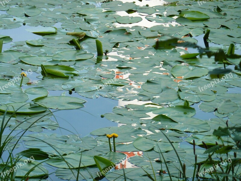 Water Lilies Lily Pond Water Pond Lake Rose