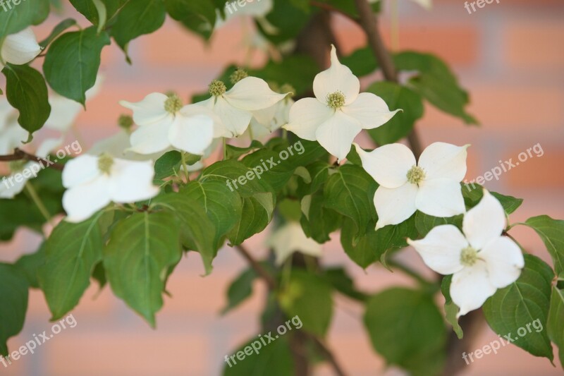 Osier Nature Flowers White Flower White Flowers