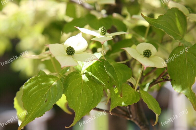 Osier Nature Flowers White Flower White Flowers