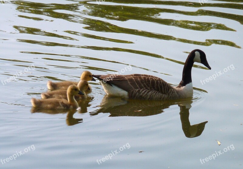 Goose Gaensekuecken Water Swim Fluffity