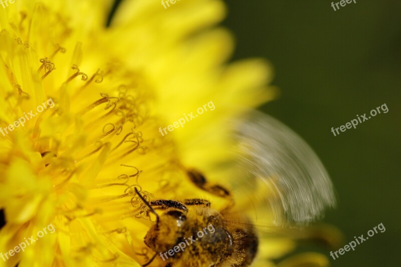 Dandelion Bee Pollen Foraging Flower