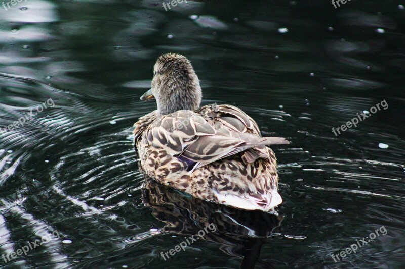 Duck Mother Duck Wildlife Fowl Pond