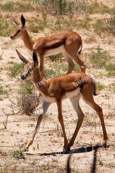 Springbok Sprinbock Kalahari Kgalagadi Free Photos