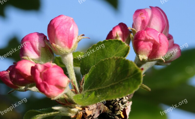 Apple Tree Blossom Apple Tree Apple Blossom Blossom Bloom