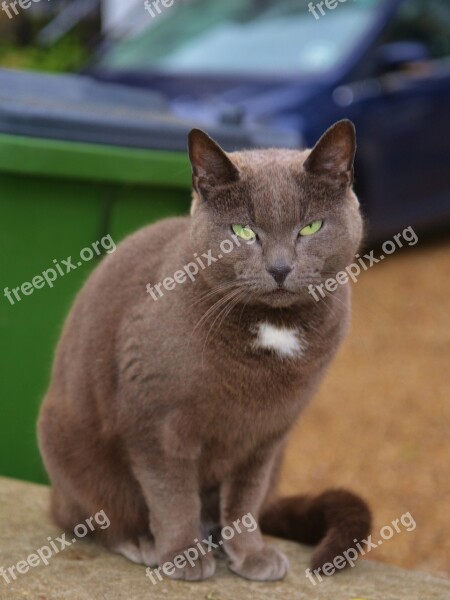 Cat Sitting Looking Face Portrait