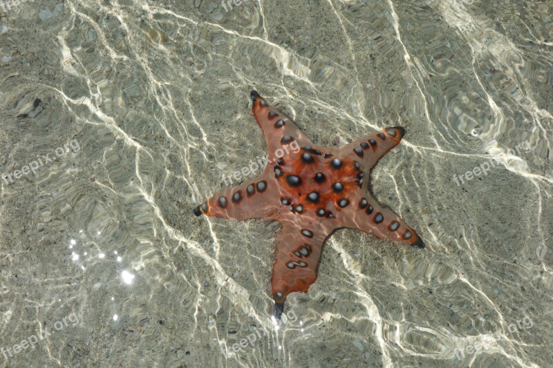 Starfish Sea Diving Free Photos