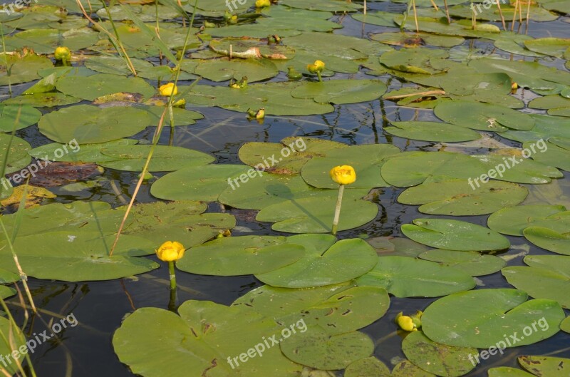 Water Lilies Aquatic Plants Yellow Nuphar Lutea Lake Rose