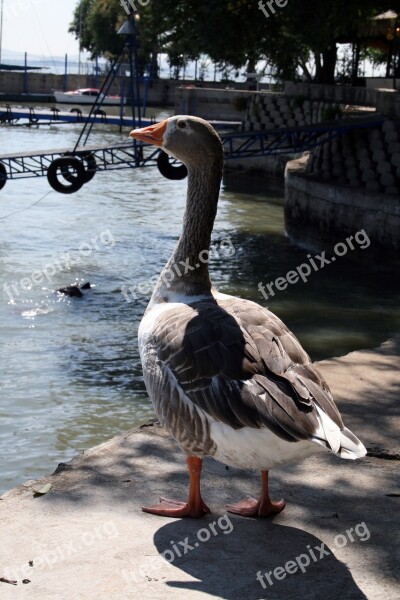 Goose Bird Geese Nature Fowl