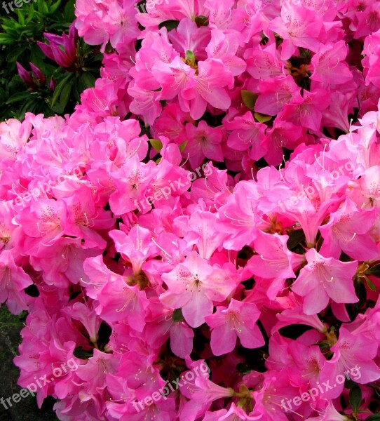 Flowers May Satsuki Flowering Heisei-cho