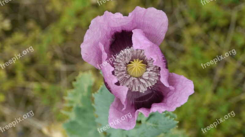 Poppy Flower Garden Wild Flowers Spring Free Photos