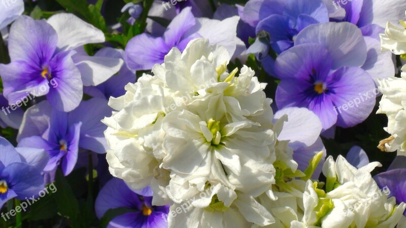 White Flowers Pansy Sumire Purple