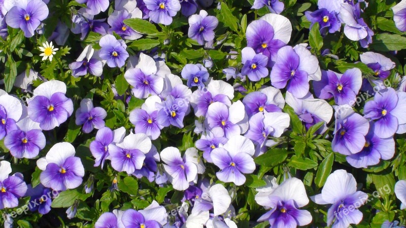 Flowers Pansy Sumire Purple Green