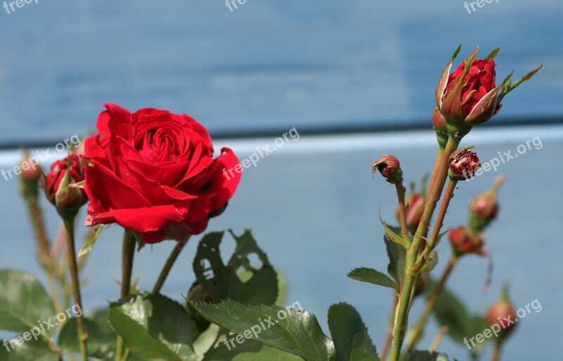 Pink Red Flower Rosebush Petals