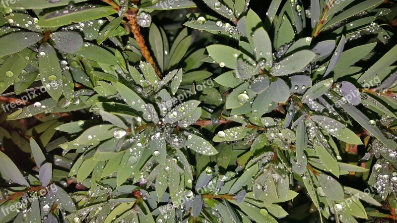 Leaves Shrub Green Wet Water