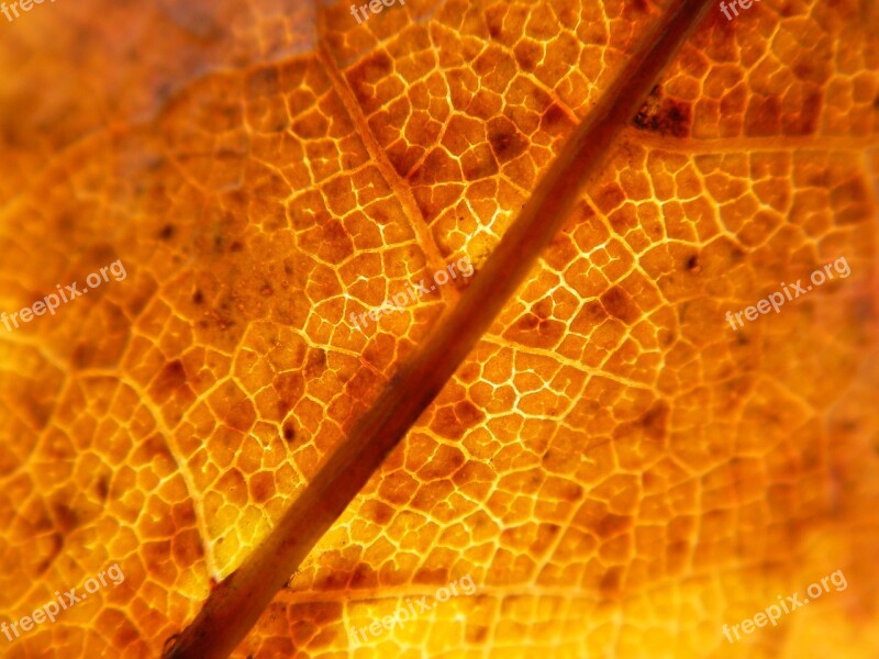 Plant Powder Leaf Plante Macro