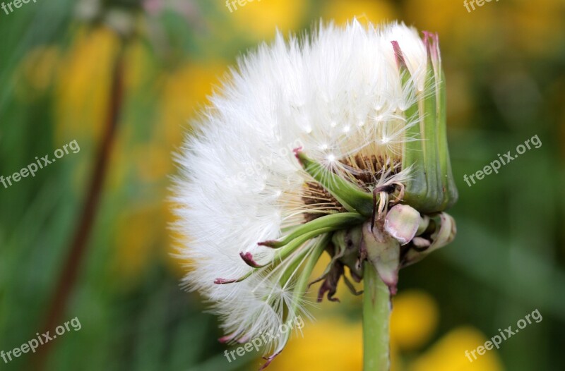 Dandelion Flying Seeds Seeds Not Fully Open Flower