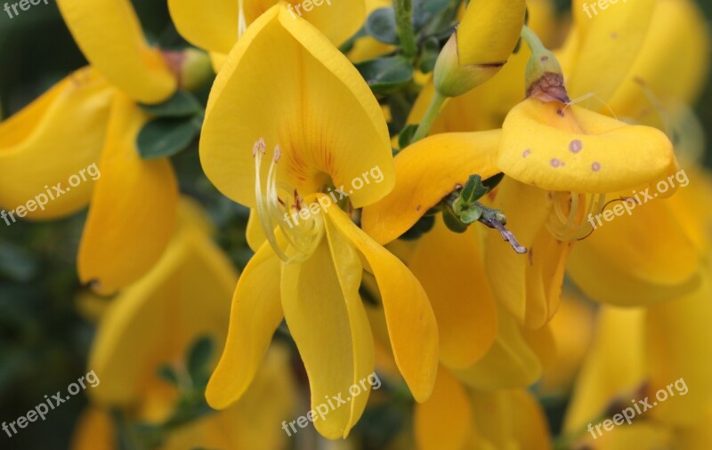 Broom Genista Blossom Bloom Flowering Stems