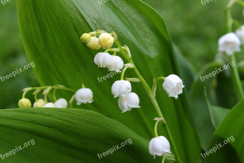 Lily Of The Valley Convallaria Majalis Flower Blossom Bloom