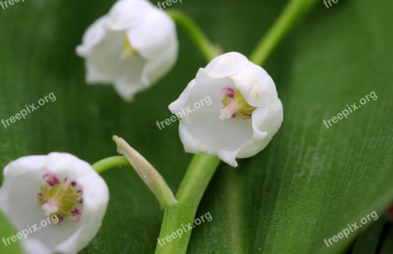 Lily Of The Valley Convallaria Majalis Flower Blossom Bloom