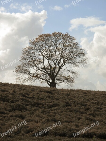 Heide Tree Nature Landscape Netherlands