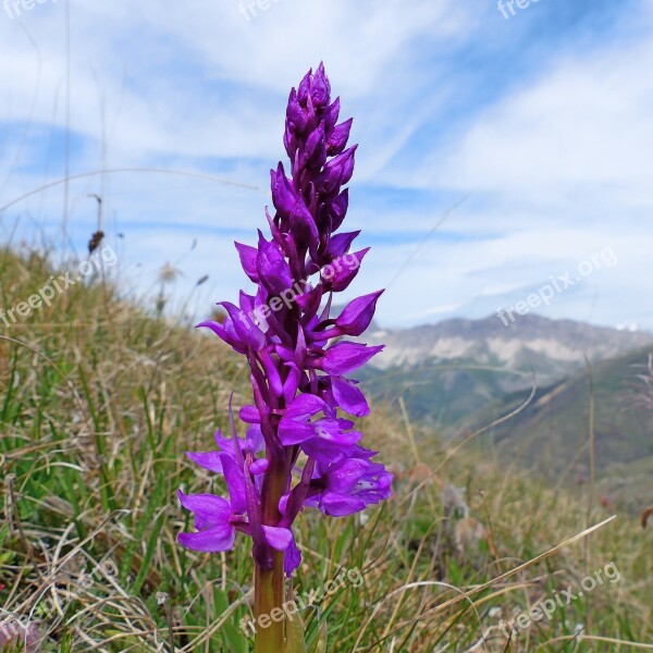 Flower Flora Wild Flowers Macro Nature