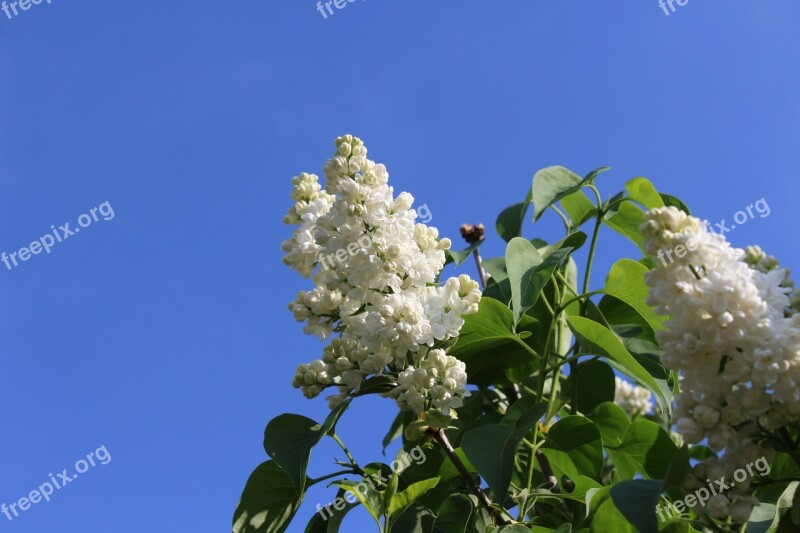 Lilac White Spring White Lilac Free Photos