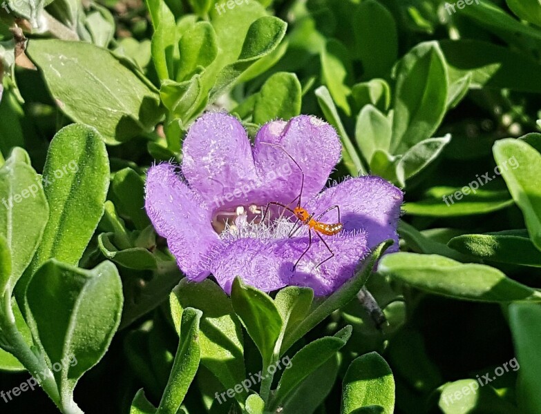 Flowers Assassin Bug Nymph Nymph Insect Sage