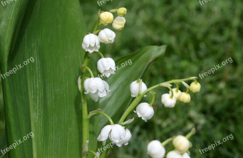 Lily Of The Valley Convallaria Majalis Flower Blossom Bloom