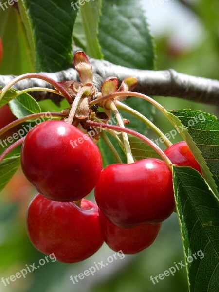 Cherries Cherry Red Fruit Sweet Free Photos