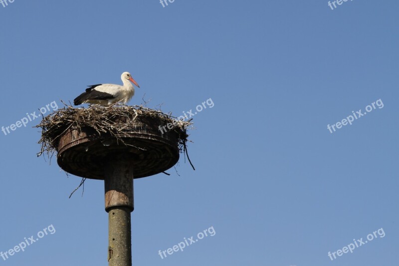 Stork Storchennest Adebar Free Photos