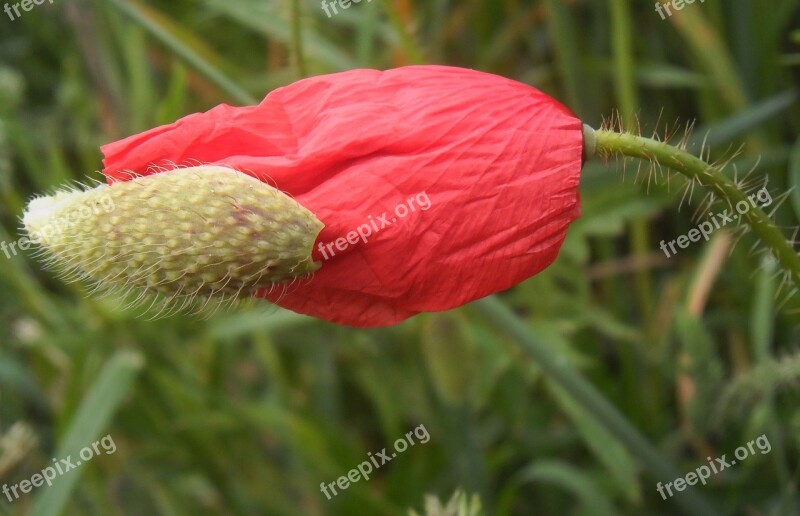 Poppy Petals Flower Fields Country